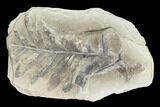 Pecopteris Fern Fossil (Pos/Neg) - Mazon Creek #104316-2